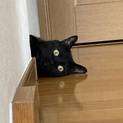 埼玉と鹿児島のハーフ🌹主に動物垢😍 同居猫は黒男とサビ(匿名希望)保護猫🐈⬛🐈 短いやり取りを楽しんでいます 🤭楽しいツイートにはツイツイつっこみ🤗好きな人にほど毒舌👼✨😎※勝手に引用ポスト禁止🈲フォローは両方の言い分を知る為に対立する方もフォローしています 論点ズレてるリプは即ブロック💢