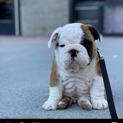 This page are dedicated #bulldog lovers and owners. 
If you are bulldog lovers and owners so follow our page and increase our #bulldogcommunity .