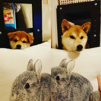 柴犬レオン6才 (@ihtfdk5lcdurmce) 's Twitter Profile