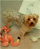 MosesYorkie's profile picture. Please help! My Baby is missing, Lost/Stolen Yorkie!! Heartbroken :((