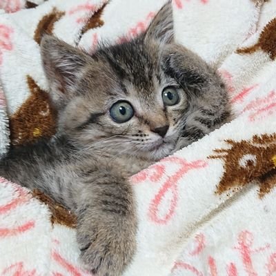 猫が大好きな46歳のオッサンです。(^_^;)
現在は、保護猫6匹と妻と暮らしています。
普段は仕事で自動車の鈑金塗装をしています。現在の愛車は、ZC33スイフトスポーツです。😄
1/64ミニカーの収集と、ミニカー用のストラクチャー製作を趣味でやっています。