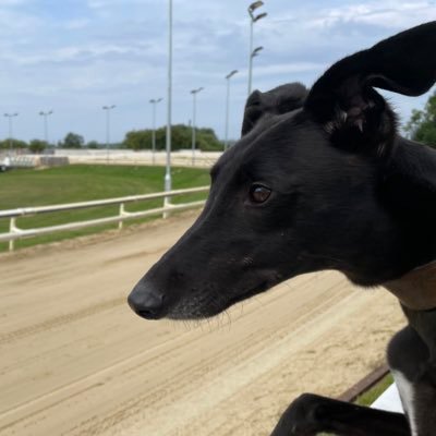 WestfieldGRC's profile picture. Rehoming greyhounds