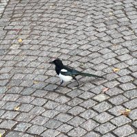 にごー (@echte) 's Twitter Profile
