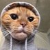 out of context cats (@petworld02) Twitter profile photo out of context cats (@petworld02) Twitter profile photo