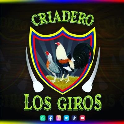 los más lindo de los gallos de combate 🐣🐥 100× gallero de Colombia