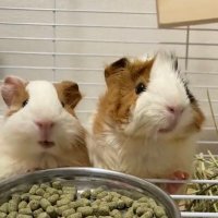 ぷりんときなこ (@mol_kasumi) Twitter profile photo