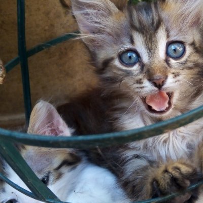 FunnyAnimalsIta's profile picture. Se siete amanti degli #animali vi auguro un BENVENUTO IN QUESTO CANALE!🐾🙃
Vi aspetto su YOUTUBE! ▶️