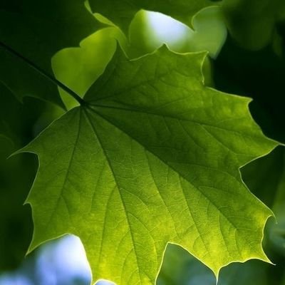 AhadAzali's profile picture. فعلا بیکار