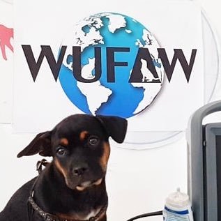 dogsofwufaw's profile picture. We partner with organizations around the world to enhance the lives of stray animals and pets. We provide financial support for spay/neuter programs and more.