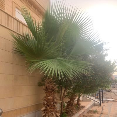 لقيت دفتر قصايد مالها شاعر / والحين كل القصايد صرت شاعرها !