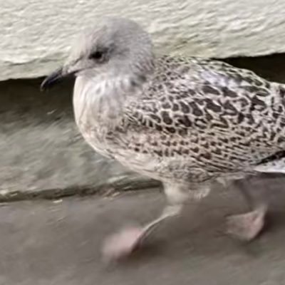 GoelandVeloce's profile picture. 