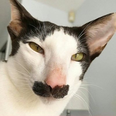 naylonesya's profile picture. Boş gezer