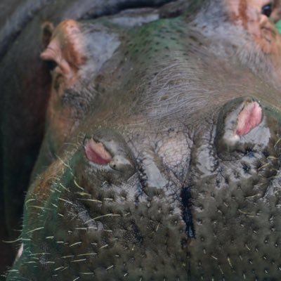 動物と動物園、自衛隊が大好きです!たまに水族館にも行きます!NikonZ50🔰&スマホ 擬人化をせずに動物達のありのままの魅力を発信したいと考えていてツイートしています🎶また、自衛隊の装備品もこれから載せていくのでよろしくお願いします!