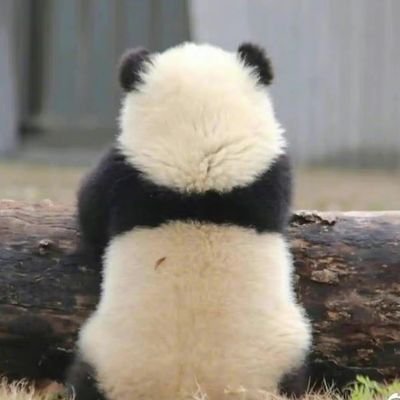 fehei3's profile picture. 你使我脚下的地步宽阔；
我的脚未曾滑跌。