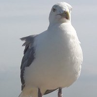 Hufeisen (@hufeisen4) 's Twitter Profile