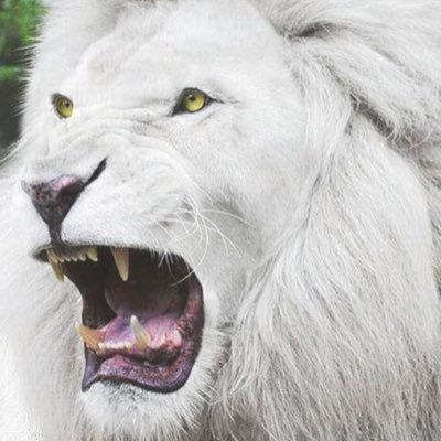 White Lion