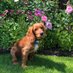 Cooperโs Wildlife Garden (@cooperwildlife) Twitter profile photo Cooperโs Wildlife Garden (@cooperwildlife) Twitter profile photo