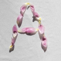 Allseason Pearl (@allseasonpearl) Twitter profile photo