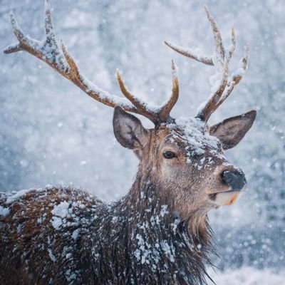 MarkDav04637763's profile picture. Animals...................