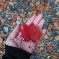 𝕂𝕚𝕐𝕆 (きよちぃa.k.aちぃきよ) (@pure_beautiful) 's Twitter Profile