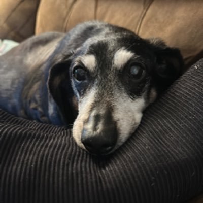 kaipaithedogman's profile picture. pet lover nascar fan and just chilling out