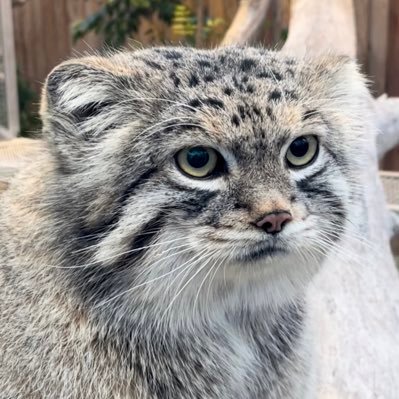 manul_amie Profile Picture