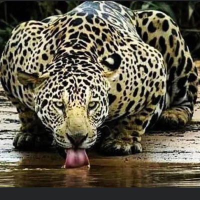 SOU PROTESTANTE, AMO A MINHA FAMILIA, SOU VERDE AMARELO, CONSERVADOR, ANTI PT, BOLSONARISTA TERRÍVELMENTE, DEUS, FAMILIA, PÁTRIA, FACA NA CAVEIRA🗡🗡🗡☠️☠️☠️