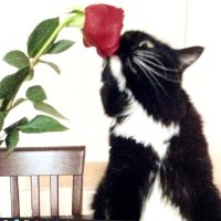 Carole S (@shadow24) 's Twitter Profile