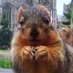 Chubby Michigan Squirrel (@RacingFireman07) Twitter profile photo