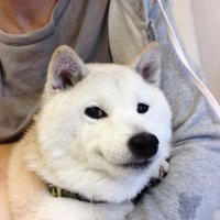 himawari811🌻 (@ray81162) 's Twitter Profile