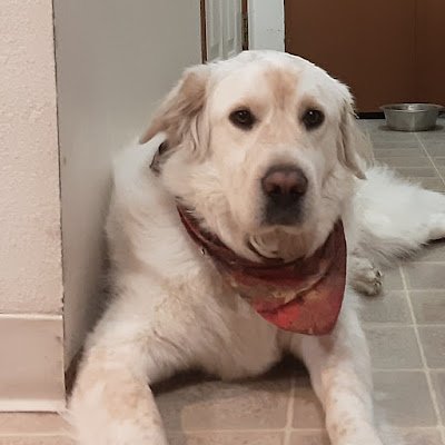 PlettPat's profile picture. 