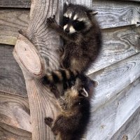 Matt Bailey (@mattbai43433408) 's Twitter Profile