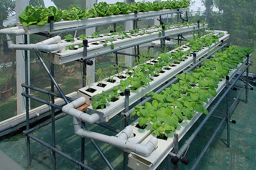 Selling New Hydroponic Equipment.
Check our daily tweets for great deals on the Top Brand Name products.
We have everything Hydro! Just send us a message!