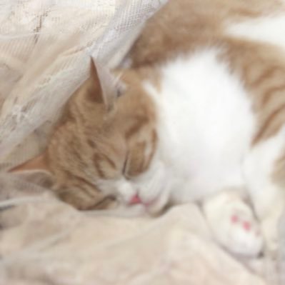 fusuma_crypto's profile picture. Living on the .edge🦭 | edgeX Creator | Perpetual DEX pioneer with $MARU rewards. Join the wave! @edgeX_exchange