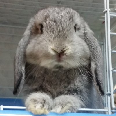 長くうさぎと暮らしています。うさぎ(ゆきみ・モフィ)、新入りのクロン、4羽のインコ。月在住うさぎは24羽かな?好き=Queen、ElvisPresley、Led Zeppelin、津軽三味線、日本の景色や四季、太宰治。英国の田舎と米国メンフィスのライブハウスに行ってみたい。↓ うさぎ達の記録、アメブロに書いてみました。