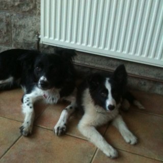 gypsytoes3's profile picture. 