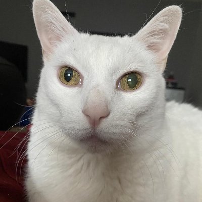 AndyIsaCult's profile picture. Hockey. Softball. Ohio State. Concerts. Vegas. Traveling. Gambling. Music. Shelby. Breaking Bad. Just to name a few . . .