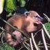 Coatiben (@coatiben) Twitter profile photo Coatiben (@coatiben) Twitter profile photo