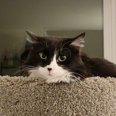AllieCatNap's profile picture. Kitten mama. D&D dork. Chocolate enthusiast. She/her.
Support 🇺🇦, support 🇵🇸, support #BlackLivesMatter ✊🏿