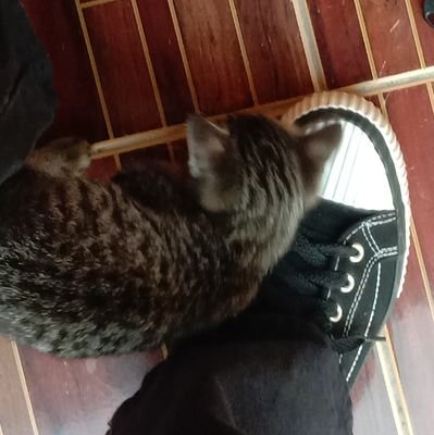 jakenieI's profile picture. 