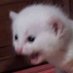 ✧ ・゚*✧・゚:* stfu ✧・゚: *✧・゚ (@wh0re4lexapr0) Twitter profile photo ✧ ・゚*✧・゚:* stfu ✧・゚: *✧・゚ (@wh0re4lexapr0) Twitter profile photo