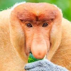 LsspPatte's profile picture. 