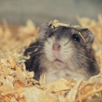 Karirin (@karirin_mos) 's Twitter Profile Photo