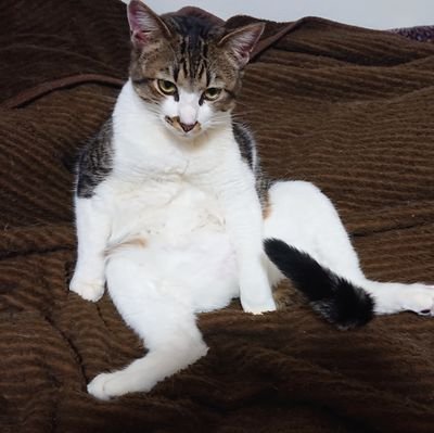 まいにちたのしくいきてる。ウマ娘が好き。ベトナムが好き。【保有資格】簿記2級、FP2級、販売士2級、社労士、ソムリエ、その他。