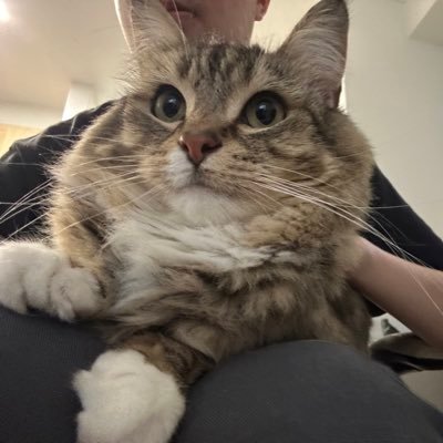 Lunaismycats's profile picture. My cat’s name is Luna. Please follow my Channel. I will post her photo or video from time to time. Thank you