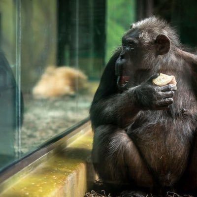 LaSincebe's profile picture. 