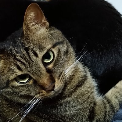 IT・フォレンジック・セキュリティアナリスト関連業務歴8年。
CISSP取得。TryHackMe GOD Rank。技術向上に奮闘中。
セキュリティ関連・解析に役立つ知識を発信します。
ブログ運営、6か月目に単月で170万PV達成(2023年10月)
以下リンクのブログもよろしければご覧ください!