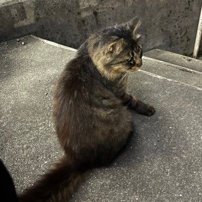 mssms4mss's profile picture. 🌙 商 🏐⚽️