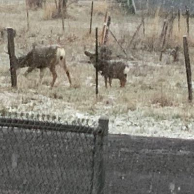 IrieCaul's profile picture. 