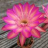 eleanorhurlock's profile picture. #radiographer, SoR Rep, spiky plant addict. 
Views are my own.